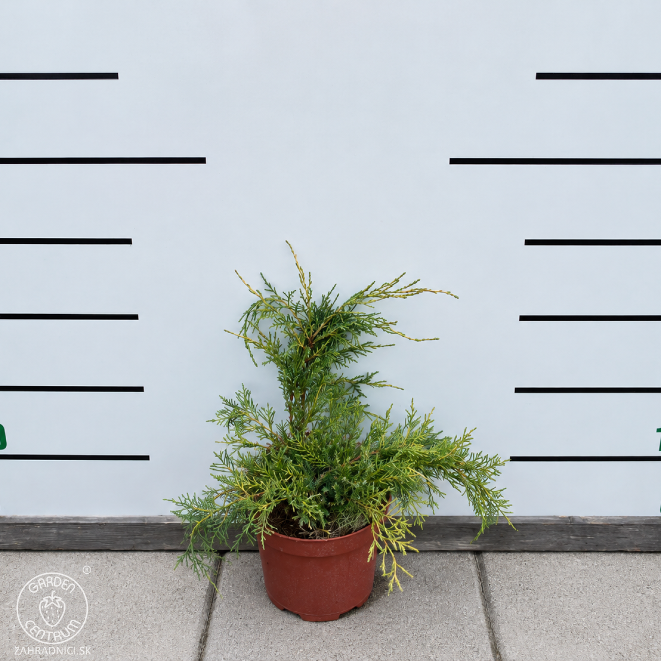 Obrázok Borievka prostredná (Juniperus media) ´PFITZERIANA AUREA´ - výška 30-40 cm, ⌀ 30-40 cm, kont. C3L